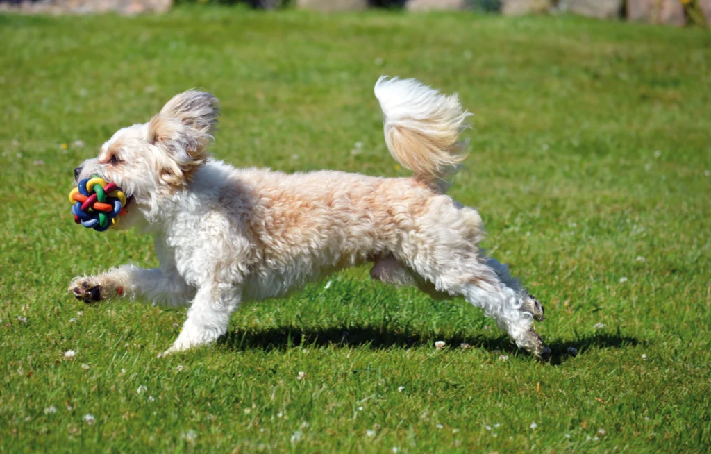 Not all dog toys are worth your money. Find out which are the best dog toys for your pup's age, size, and chewing style — before you buy.
