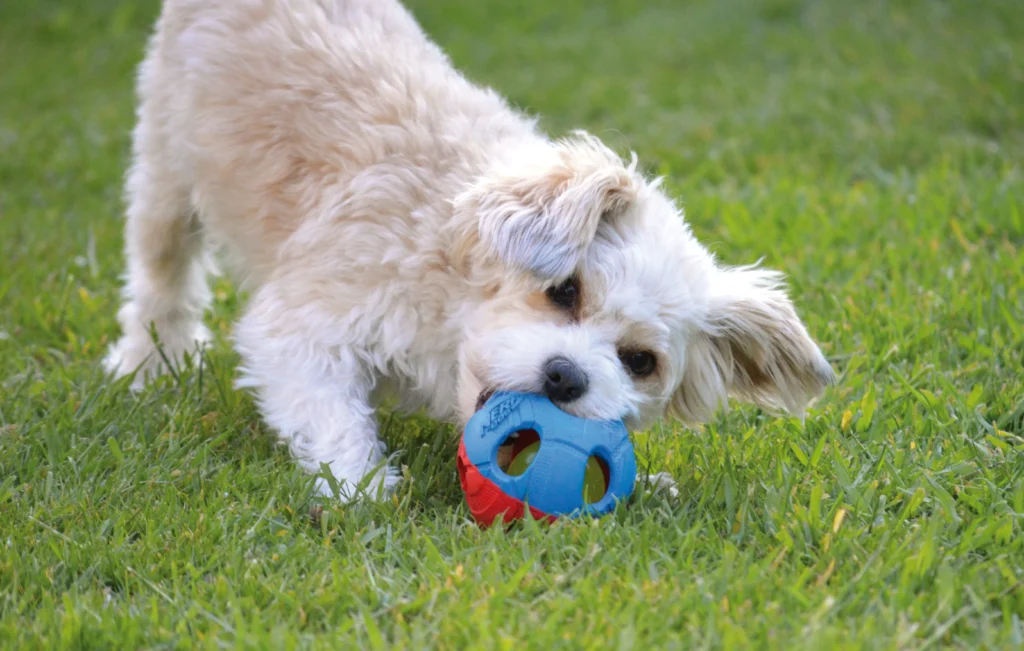 From puzzle feeders to power-chewer rubber, explore the best dog toys across every category — with a handy comparison table to match toy to dog.
