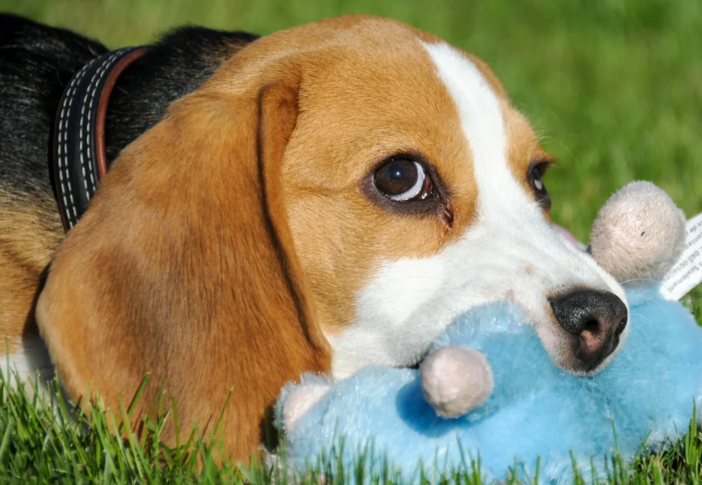 The best dog toys depend on your dog, not the trends. This guide helps you match the right toy to your dog's breed, age, and play personality.
