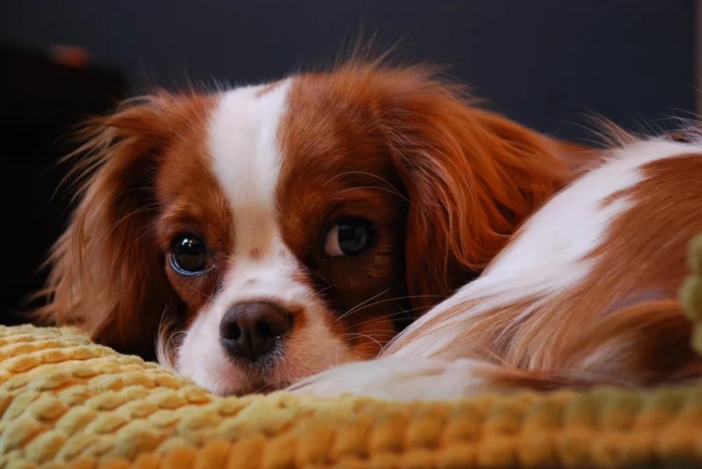 With over 200 recognized dog breeds, finding the right one can feel overwhelming. This 2026 guide cuts through the noise with practical advice on health, temperament, and lifestyle matching.
