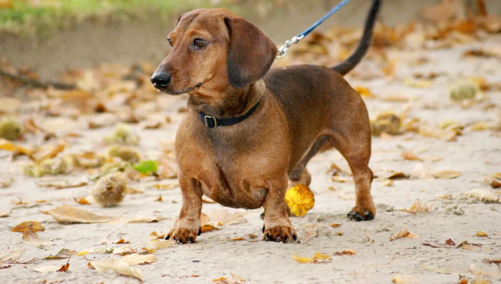 Choosing between dog breeds is about more than looks. This guide covers the real factors — health testing, grooming costs, energy levels, and ethical sourcing — so you don't get it wrong.