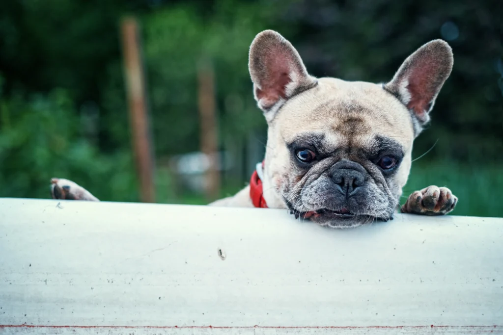 Explore the most popular dog breeds of 2026, from family favorites to city-friendly companions. Learn how to choose the right breed for your lifestyle, budget, and home.
