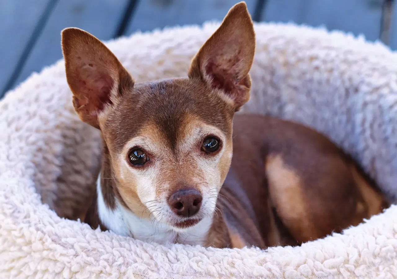Wondering if joint supplements for dogs are worth it? Discover the ingredients that work, warning signs to watch for, and how to choose the right one in 2026.
