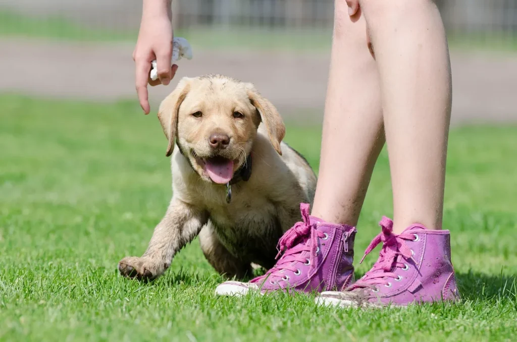 Learn practical Labrador training tips for each life stage, including obedience commands, socialization, and mental enrichment that actually work.