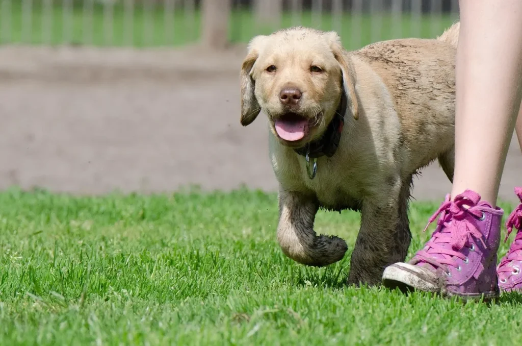 Explore reward-based Labrador training tips designed to curb jumping, pulling, and chewing while building a stronger bond with your Lab.