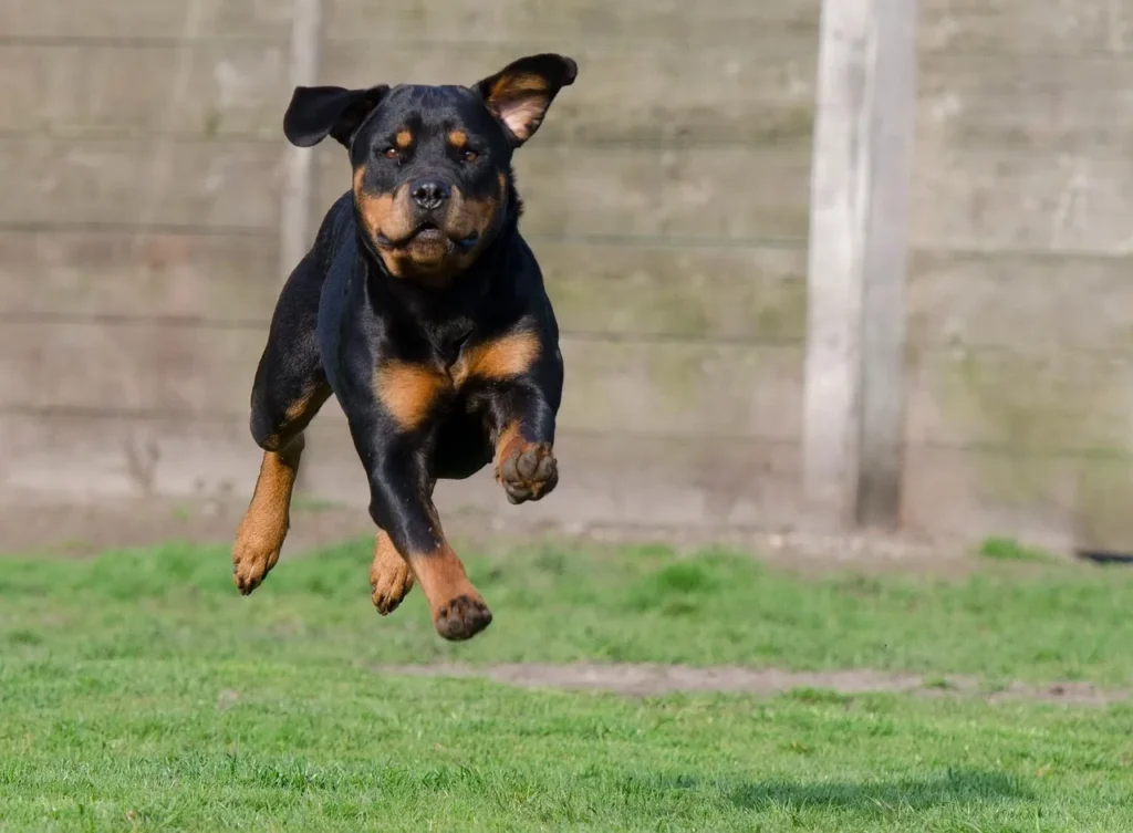 Not sure which joint supplements for dogs actually help? This guide breaks down the science, the signs to watch for, and what vets recommend in 2026.