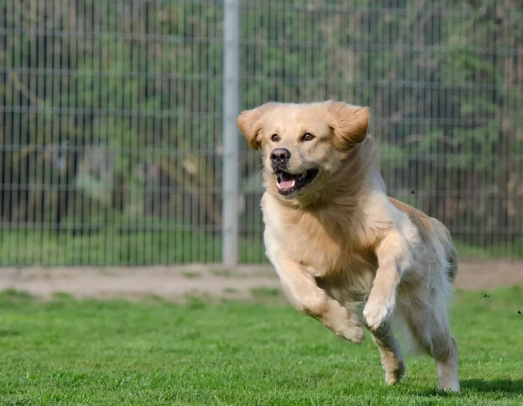 Learn how joint supplements for dogs support cartilage, reduce inflammation, and improve mobility, with expert-backed ingredient comparisons and FAQs.