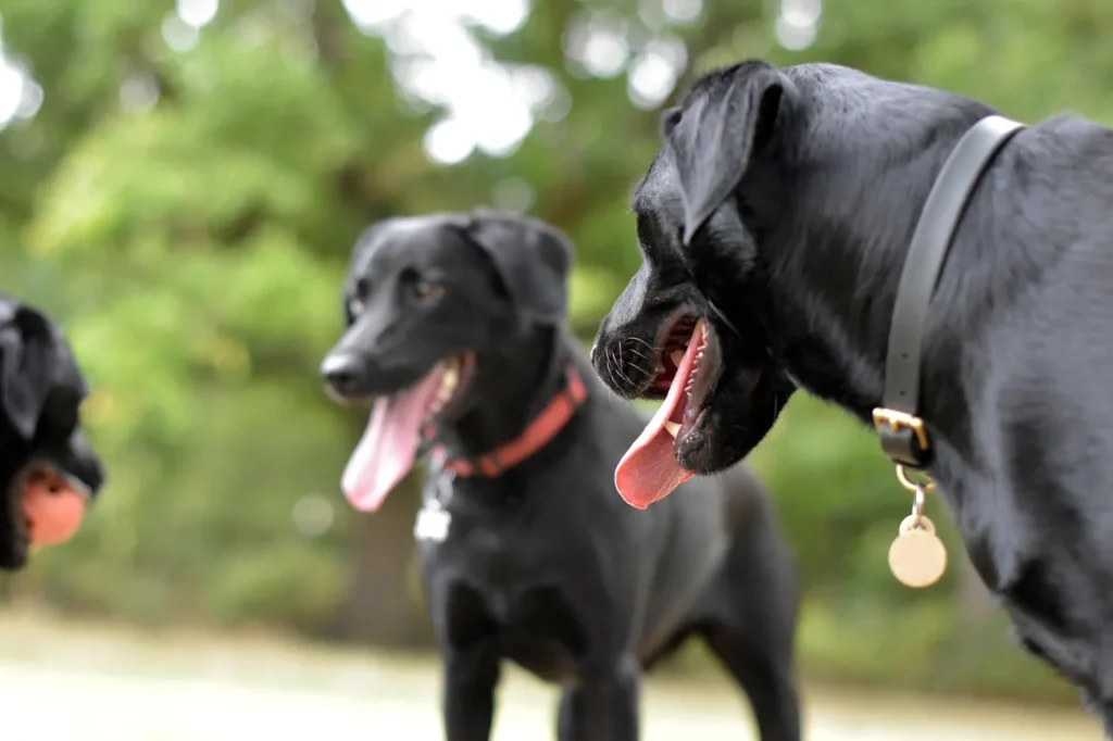 New research is changing how often dog vaccinations are needed. Discover updated booster intervals, titer testing, and expert guidance.
