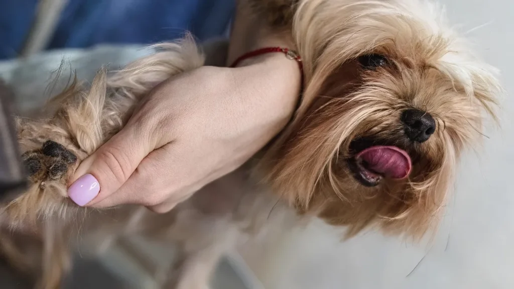 A complete guide to tick and flea prevention, covering oral, topical, and collar options, common mistakes, and how to choose what's right for your dog.
