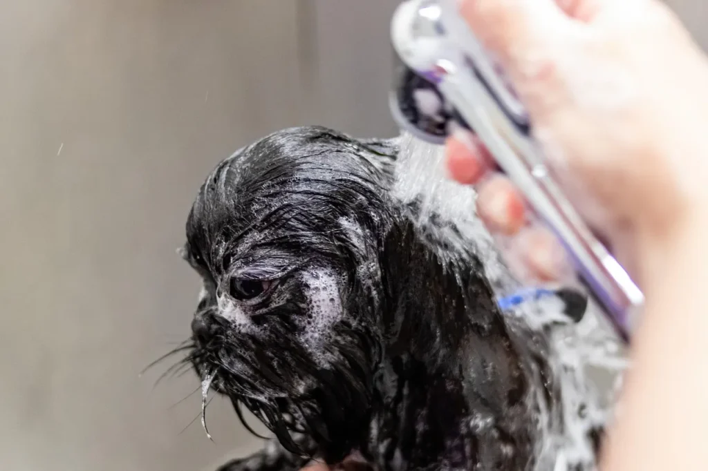 Learn everything about tick and flea prevention in 2026 — from life cycles and risks to the best methods for keeping your dog protected year-round.
