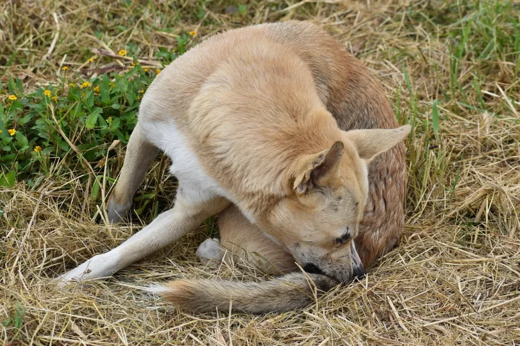 Not sure which tick and flea prevention method fits your dog? This guide breaks down the pros, cons, and best picks for every life stage.