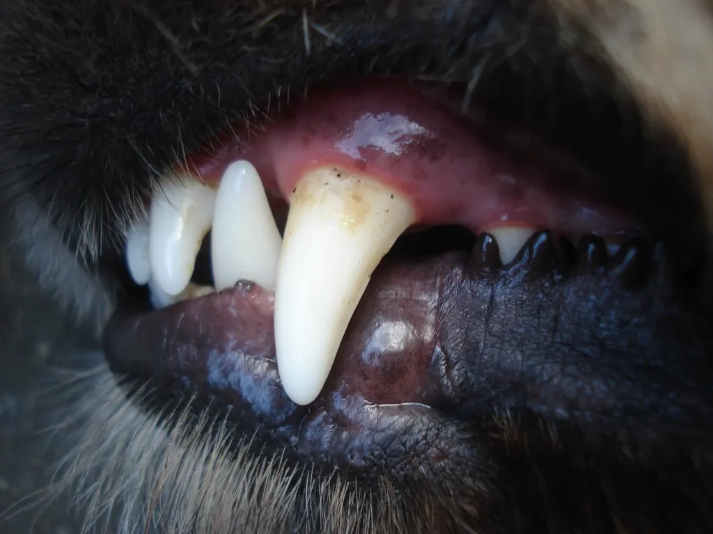 Get expert-backed dog dental care tips for 2026 — covering plaque, tartar, chews, professional cleanings, and daily prevention habits