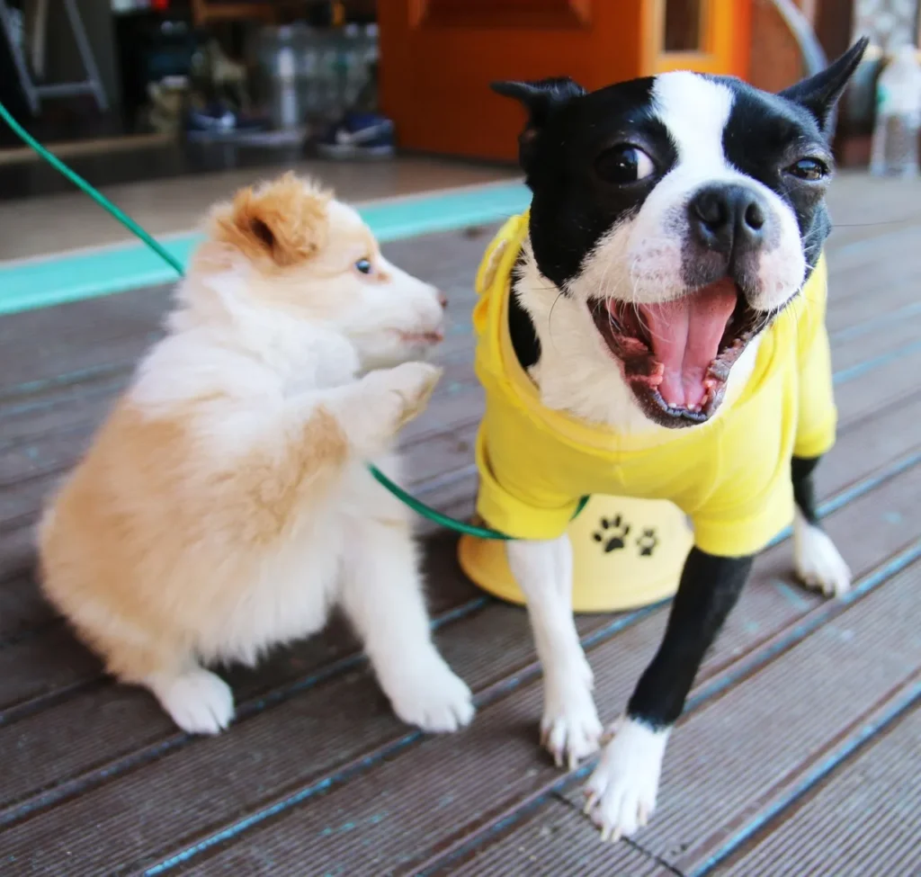  Not sure when your dog needs which shot? This guide covers dog vaccinations by age, lifestyle, and risk — plus a handy schedule chart.

