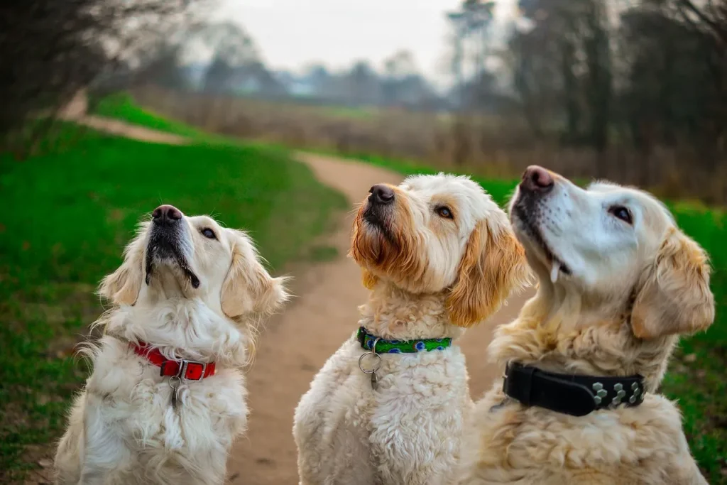 Not all separation anxiety looks like barking and chewed doors. Here's how to spot quiet symptoms and tell them apart from other problems.