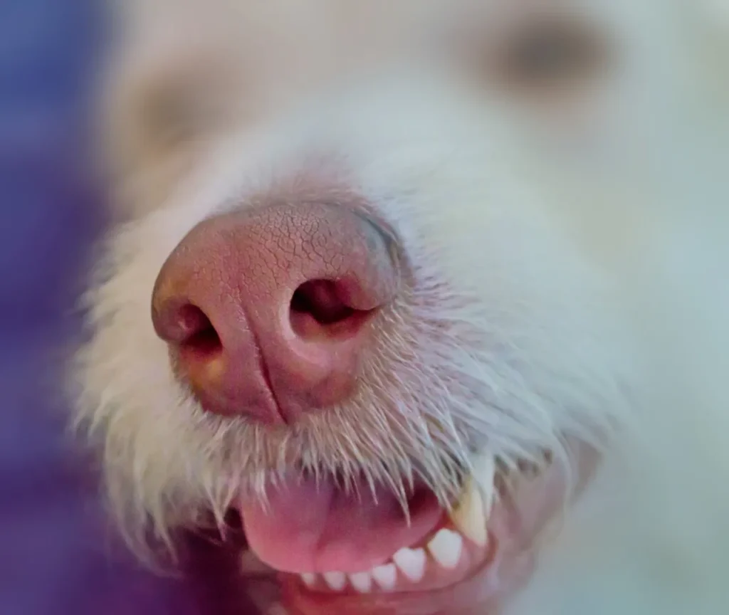 From puppies to seniors, this dog dental care guide breaks down brushing tips, product comparisons, and when to call the vet.