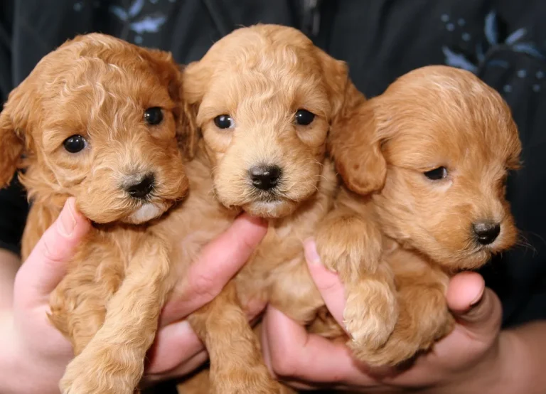 Good puppy care starts early. Discover how to build healthy habits around nutrition, exercise, grooming, and preventive healthcare that last a lifetime.