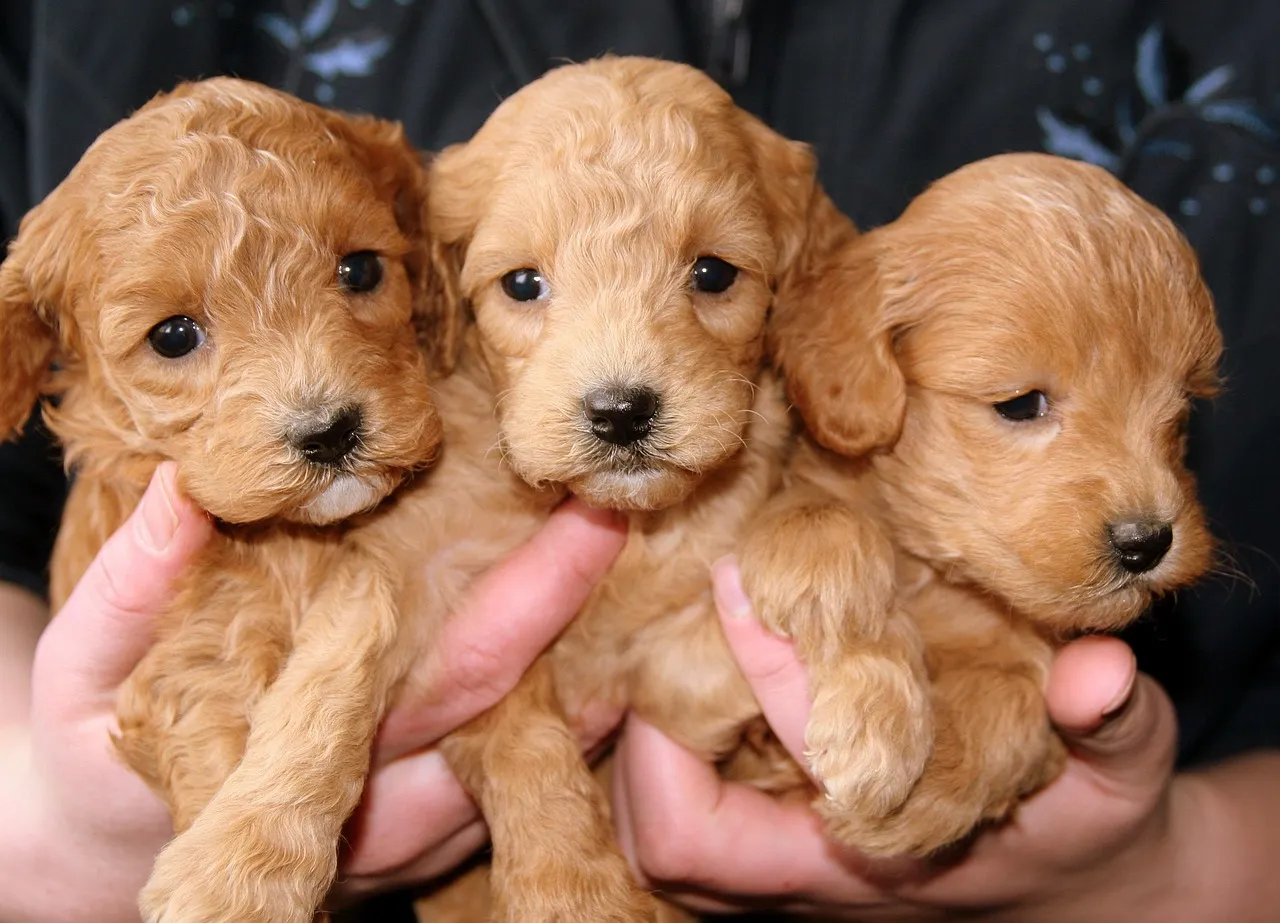 Good puppy care starts early. Discover how to build healthy habits around nutrition, exercise, grooming, and preventive healthcare that last a lifetime.