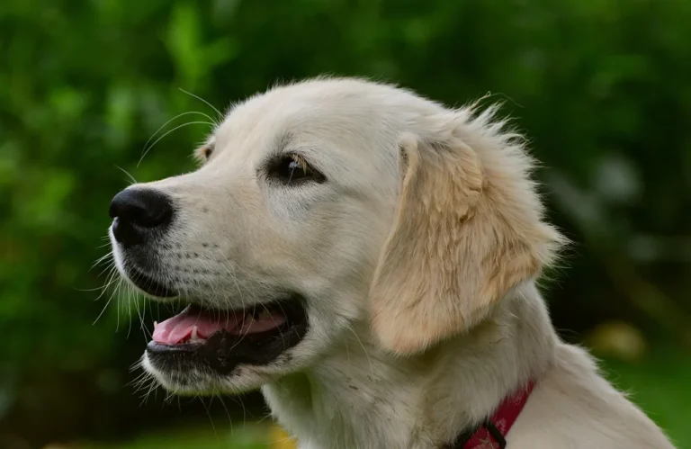 A practical, vet-informed guide to easing separation anxiety in dogs, from spotting early signs to building successful alone-time training