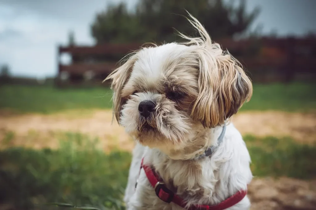 From fear-free techniques to eco-friendly products, discover the dog grooming tips and trends helping owners keep their dogs healthier and stress-free in 2026.