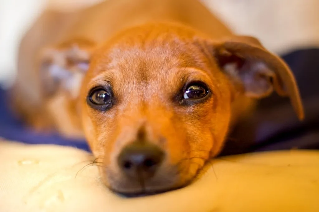 Get a year-round plan for managing dog allergies, including home care tips, prevention strategies, and when to call the vet.