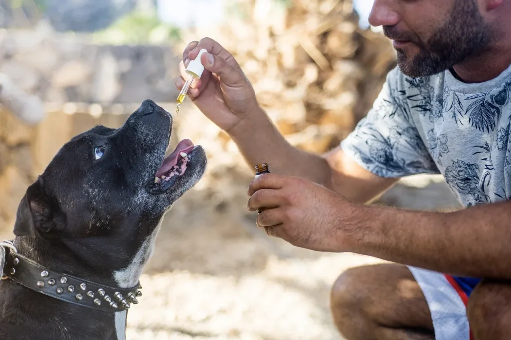 Constant scratching could mean more than a bad flea day. Get a clear breakdown of dog allergies, testing options, and long-term relief.