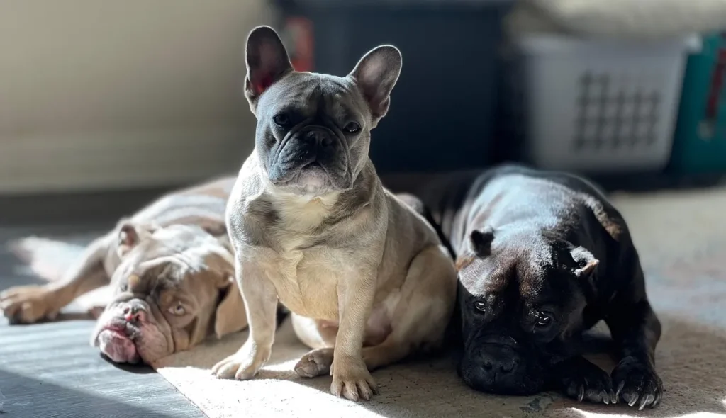 Separation anxiety, boredom, and confinement distress can look alike. Compare the signs and learn which approach actually helps your dog.