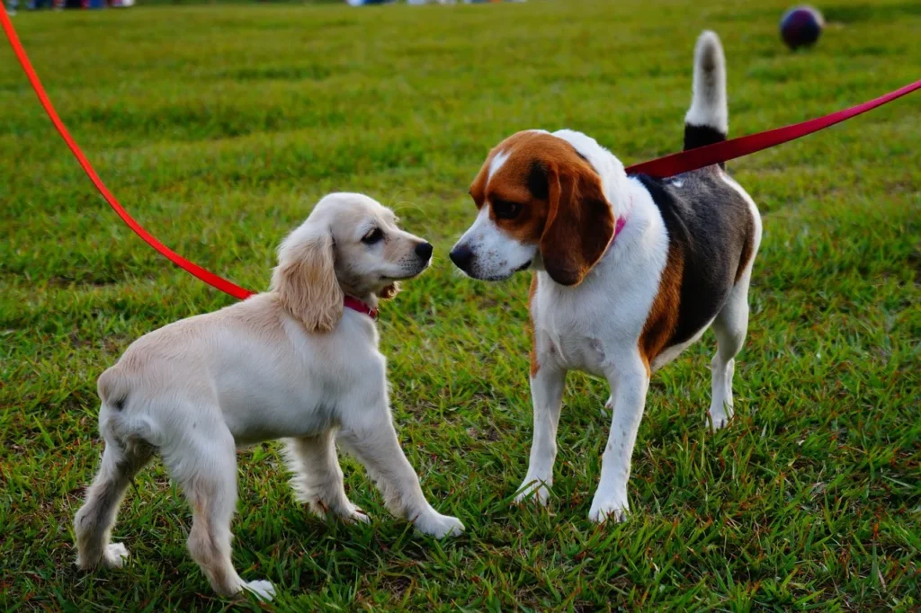 Accident-only or comprehensive? High deductible or low? This dog insurance guide walks you through every decision so you can pick with confidence.
