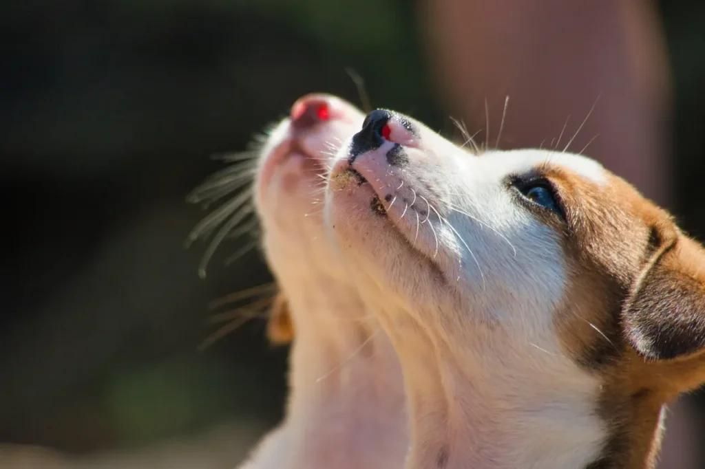 From food to fleas to pollen, this guide breaks down the most common dog allergies, their symptoms, and how to manage them at home.