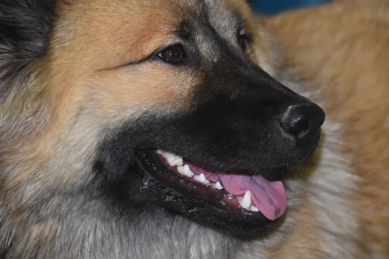 A complete dog dental care guide: spot the warning signs, compare home care methods, and build a routine that fits your busy schedule