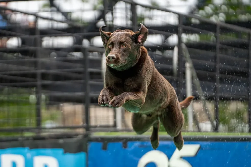Explore the top joint supplements for dogs this year, including soft chews, powders, and capsules, plus how long it takes to see real results.
