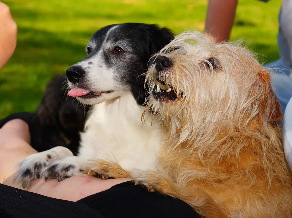 Give your puppy or newly adopted dog the tools to feel secure alone. Simple habits that help prevent separation anxiety before it starts.