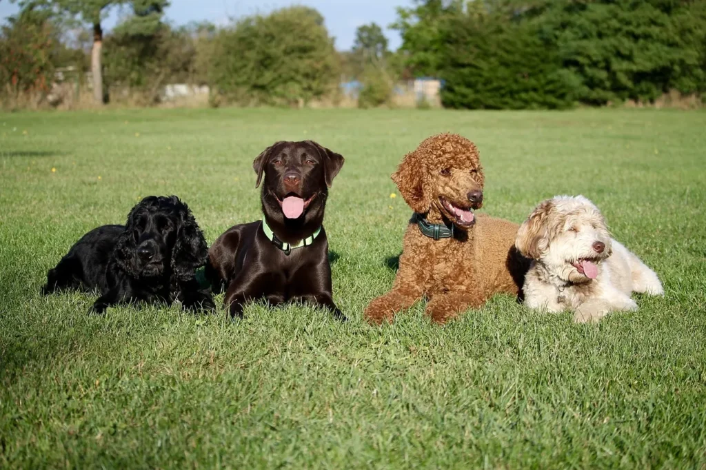 From enrolling early to reading the fine print, this dog insurance guide covers everything you need to protect your dog without overpaying for coverage.
