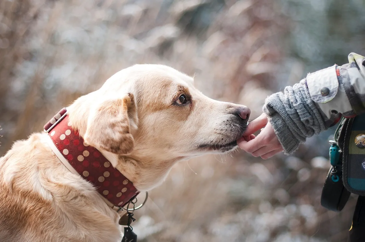 These Labrador training tips cover puppy basics, leash walking, recall, and common behavior fixes to help you raise a calm, well-mannered dog.