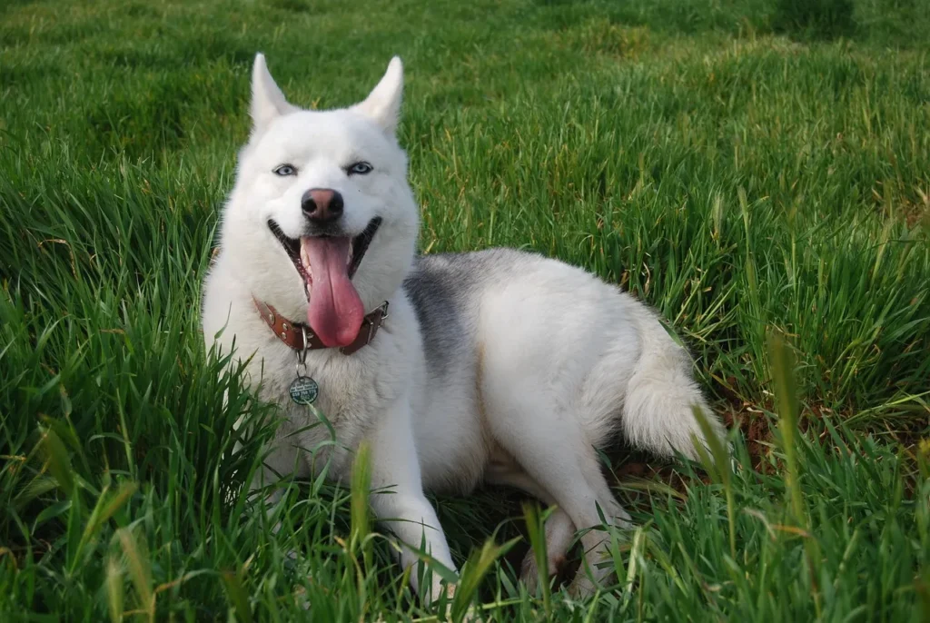 Weighing up DIY versus professional dog grooming? We break down the costs, benefits, and what works best depending on your dog's coat and temperament.