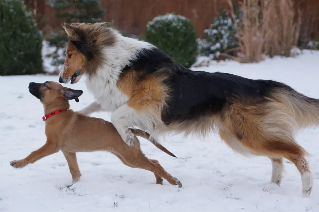 From early symptoms to ingredient breakdowns, this guide covers everything you need to know about joint supplements for dogs and how to choose wisely.
