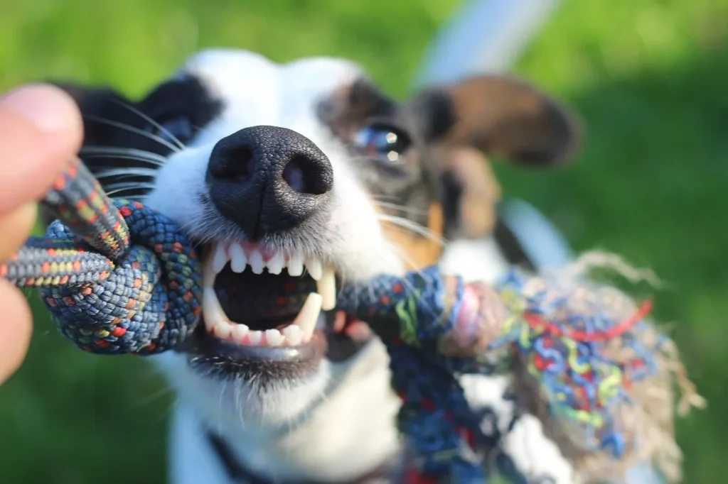 Learn everything about dog dental care in 2026 — warning signs, at-home methods, product picks, and a simple routine to protect your dog's health