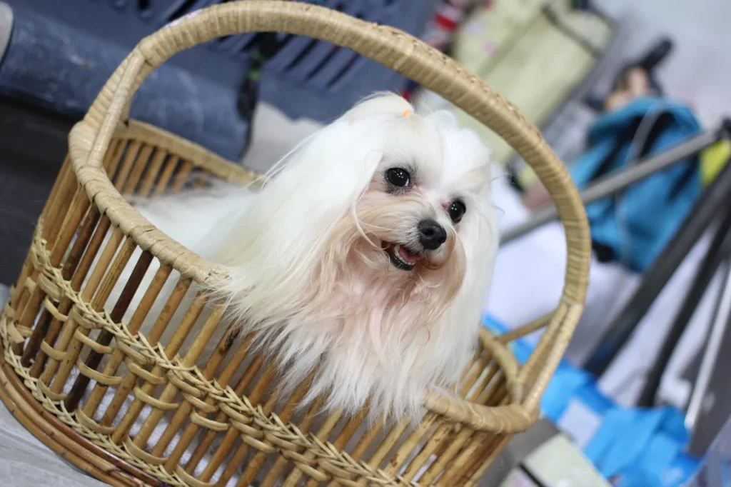 Learn how often to groom your dog, which tools to use, and how to avoid the most common dog grooming mistakes that owners make at home.