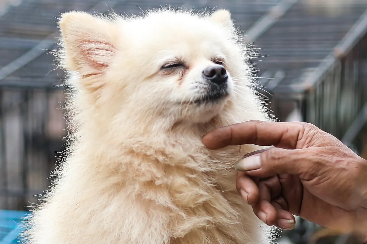Discover the latest dog allergies statistics for 2026, key warning signs to watch for, and treatments vets recommend most.