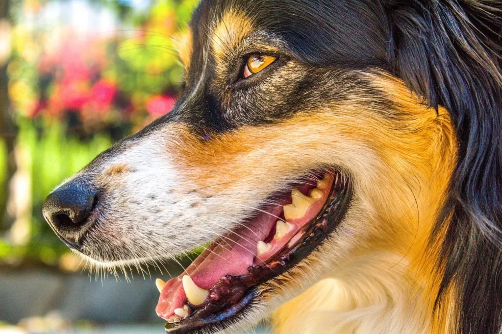Learn everything about dog dental care in 2026 — warning signs, at-home methods, product picks, and a simple routine to protect your dog's health.