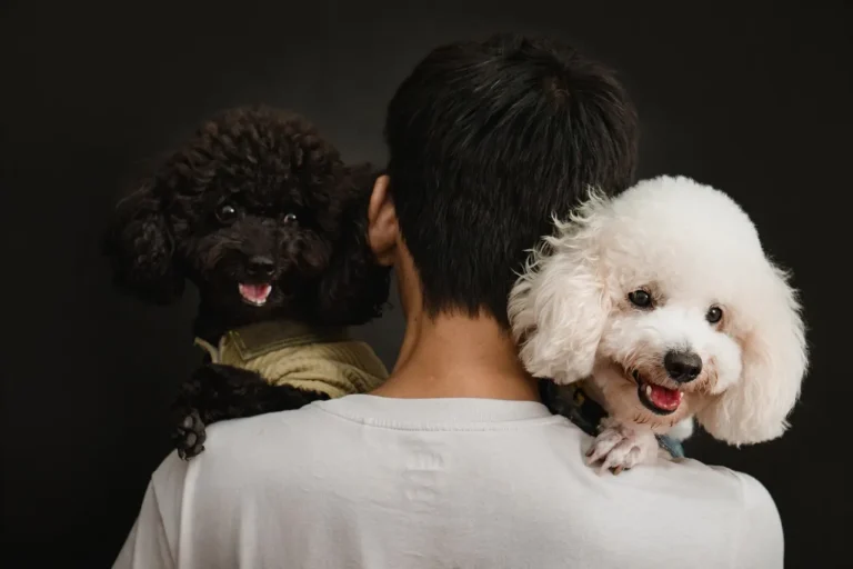 Everything you need to know about dog grooming — from essential supplies and step-by-step routines to choosing the right professional groomer for your breed.