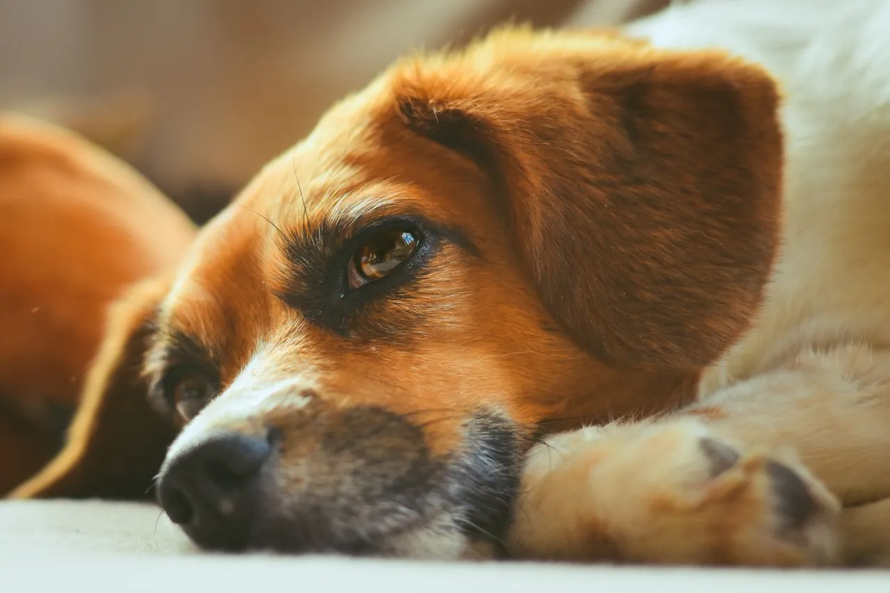 Learn the most common signs your dog is sick — from subtle behavior shifts to emergency symptoms — plus what each one could mean and when to call the vet