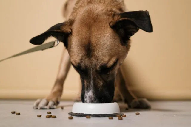 Not sure if air-dried dog food is right for your pup? This guide covers ingredients, benefits, drawbacks, and buying tips to help you decide.