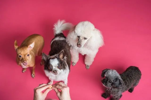 See how air-dried dog food stacks up against kibble, freeze-dried, and fresh options — plus a full comparison table to simplify your choice.