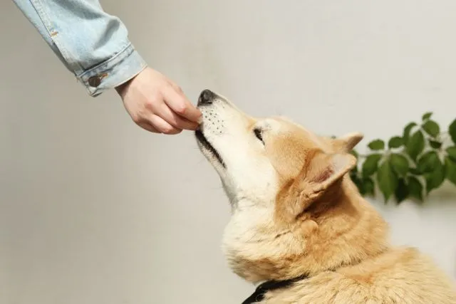 From puppies to seniors, find out which dogs benefit most from air-dried dog food and how to choose a high-quality, complete formula.