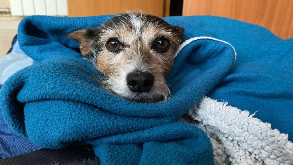 From lethargy to limping, discover the key signs your dog is sick — plus a quick-reference table showing when a symptom is minor vs. an emergency.