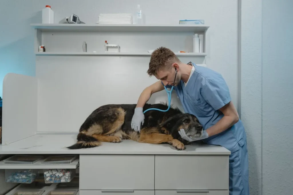 A 2026 guide to the signs your dog is sick, covering common symptoms, underlying diseases, diagnostic tests, and prevention tips for every life stage.