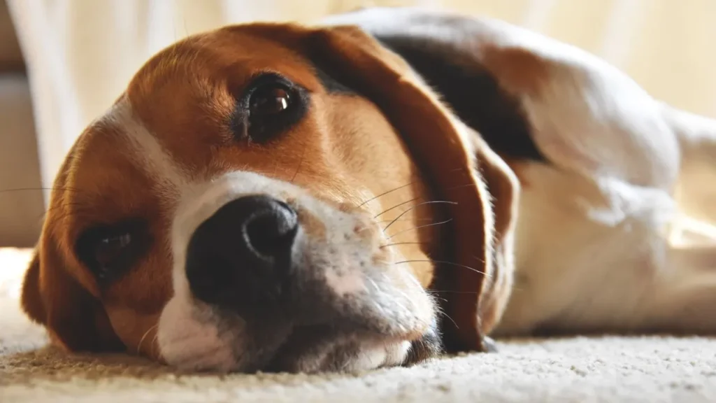 Not sure if it's serious? This guide breaks down 20 signs your dog is sick, including which symptoms are minor and which need urgent veterinary care.