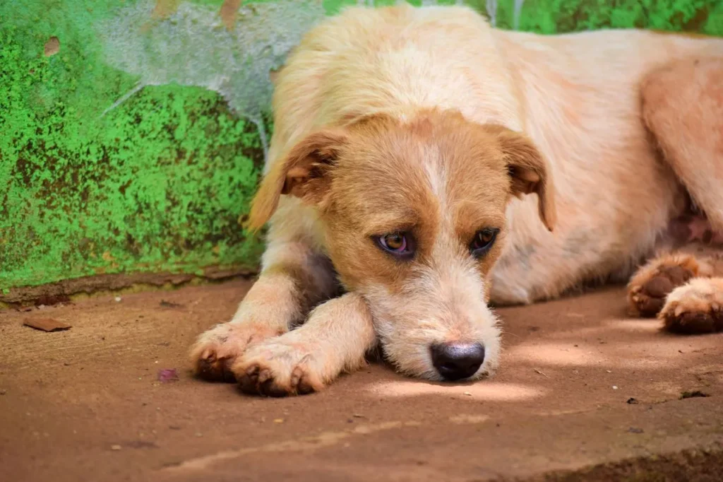 Spot the signs your dog is sick before it's serious. This guide covers symptoms by body system, common diseases, and steps to take before your vet visit.