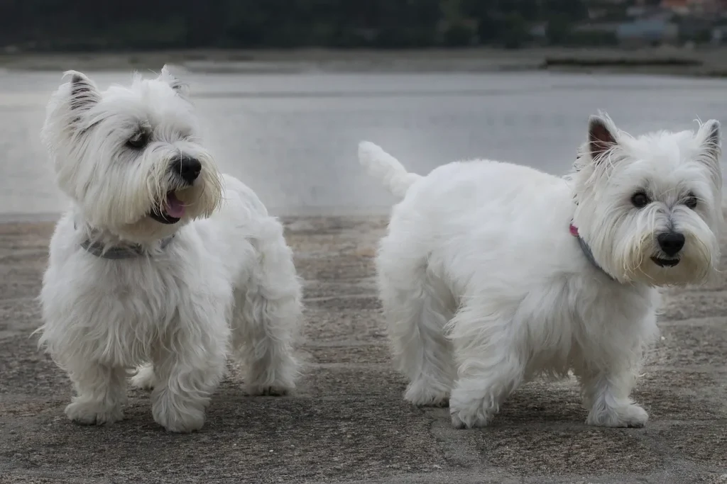From threshold training to when medication makes sense, this guide breaks down how veterinarians actually treat separation anxiety in dogs.