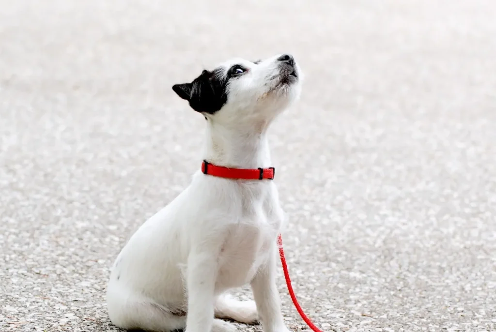 Learn which dog vaccinations are essential, which depend on lifestyle, and get the facts on side effects, safety, and common myths.
